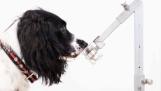 Medical detection dog