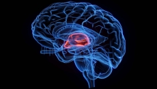 Illustration of a brain